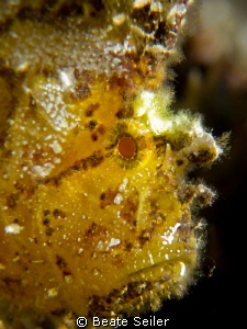 Leaf scorpionfish by Beate Seiler 